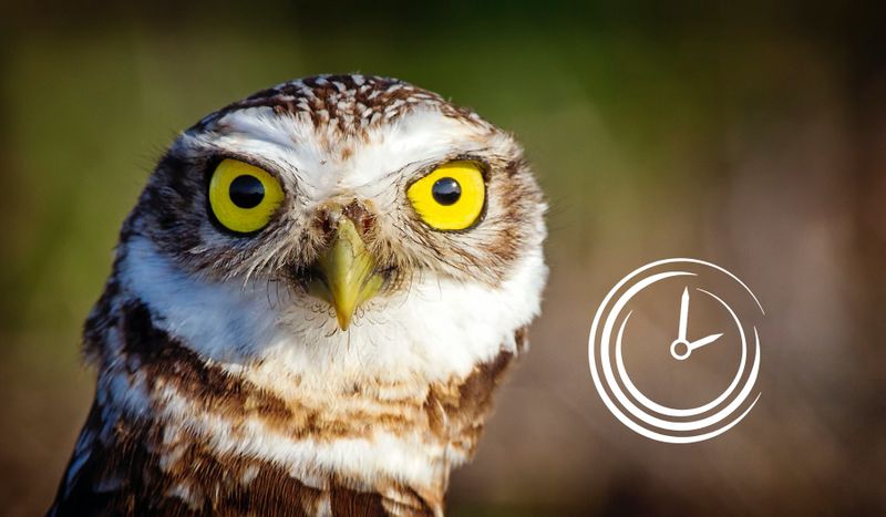 stayfocused vs productivity owl